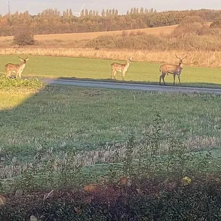Idyllic Summer In The Countrysid *